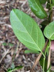 Parsonsia alboflavescens