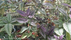 Strobilanthes auriculata