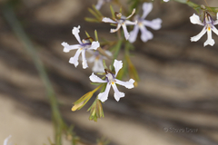 Lechenaultia stenosepala
