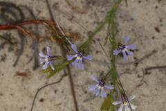 Lechenaultia stenosepala