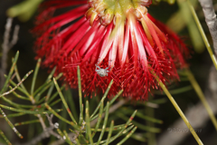 Melaleuca quadrifida