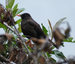 Turdus chiguanco