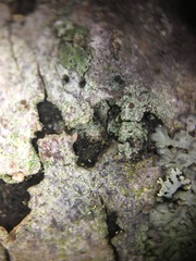 Bacidia schweinitzii