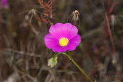 Calandrinia polyandra