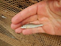 Phenacobius mirabilis