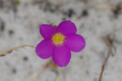 Calandrinia polyandra