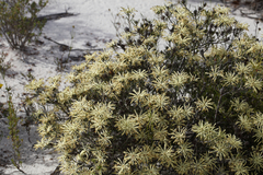 Petrophile brevifolia