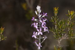 Stylidium purpureum