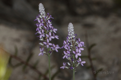 Stylidium purpureum
