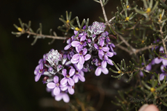 Stylidium purpureum