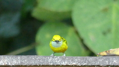 Tangara icterocephala