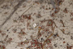 Drosera eneabba