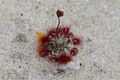 Drosera eneabba