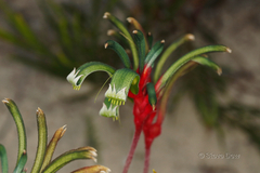 Anigozanthos manglesii