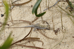 Ctenophorus maculatus