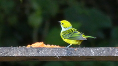 Tangara icterocephala