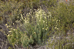 Stirlingia simplex