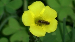 Melanostoma mellinum