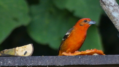 Piranga bidentata