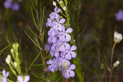 Isotoma hypocrateriformis