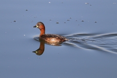 Tachybaptus ruficollis
