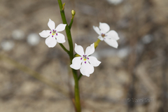 Isotoma hypocrateriformis