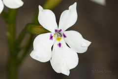 Isotoma hypocrateriformis