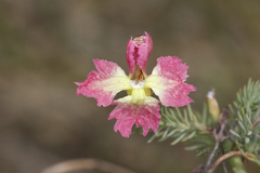 Lechenaultia linarioides