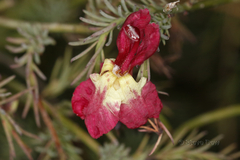 Lechenaultia linarioides