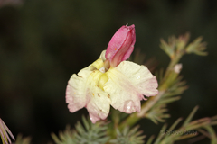 Lechenaultia linarioides