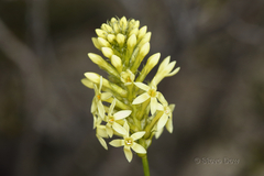 Stackhousia dielsii