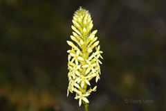 Stackhousia dielsii