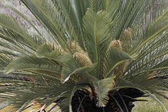 Macrozamia fraseri