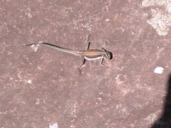 Tropidurus semitaeniatus