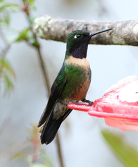 Heliangelus amethysticollis