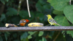 Piranga bidentata