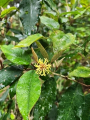 Trichocladus crinitus