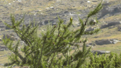 Carduelis citrinella