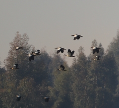 Alopochen aegyptiaca