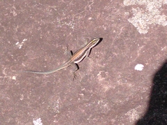 Tropidurus semitaeniatus