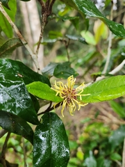 Trichocladus crinitus