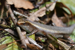 Eutropis multifasciata