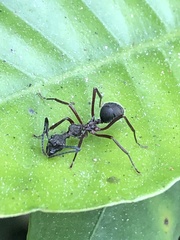 Dolichoderus attelaboides