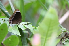Mycalesis anaxias