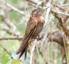 Aglaeactis cupripennis