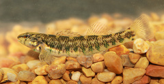 Etheostoma zonale