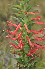 Siphocampylus foliosus