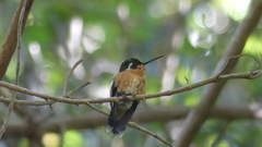 Lampornis castaneoventris