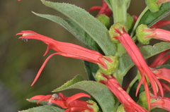 Siphocampylus foliosus