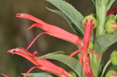 Siphocampylus foliosus